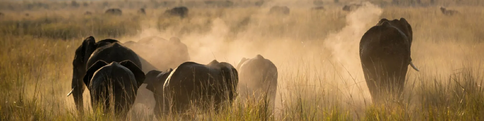 Urlaub in Botswana background image