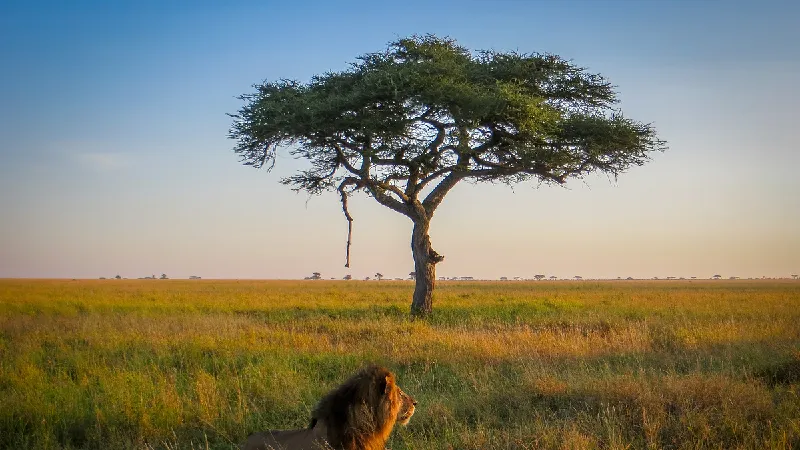 Klassische Tanzania Safari tour offer cover