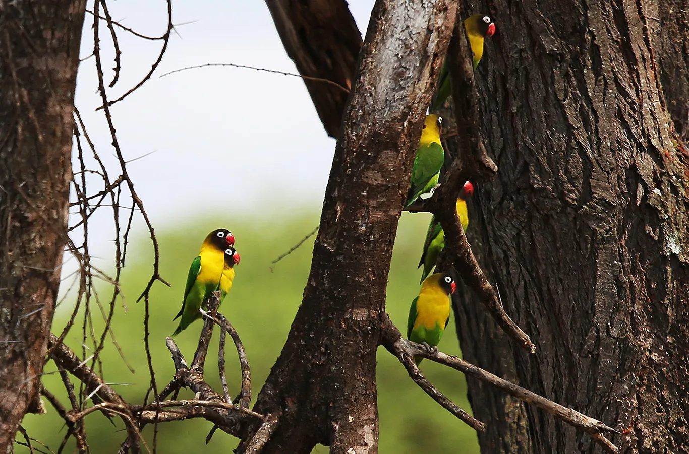 3 Nächte Fly-in Safari Selous/Nyerere - Kleingruppe