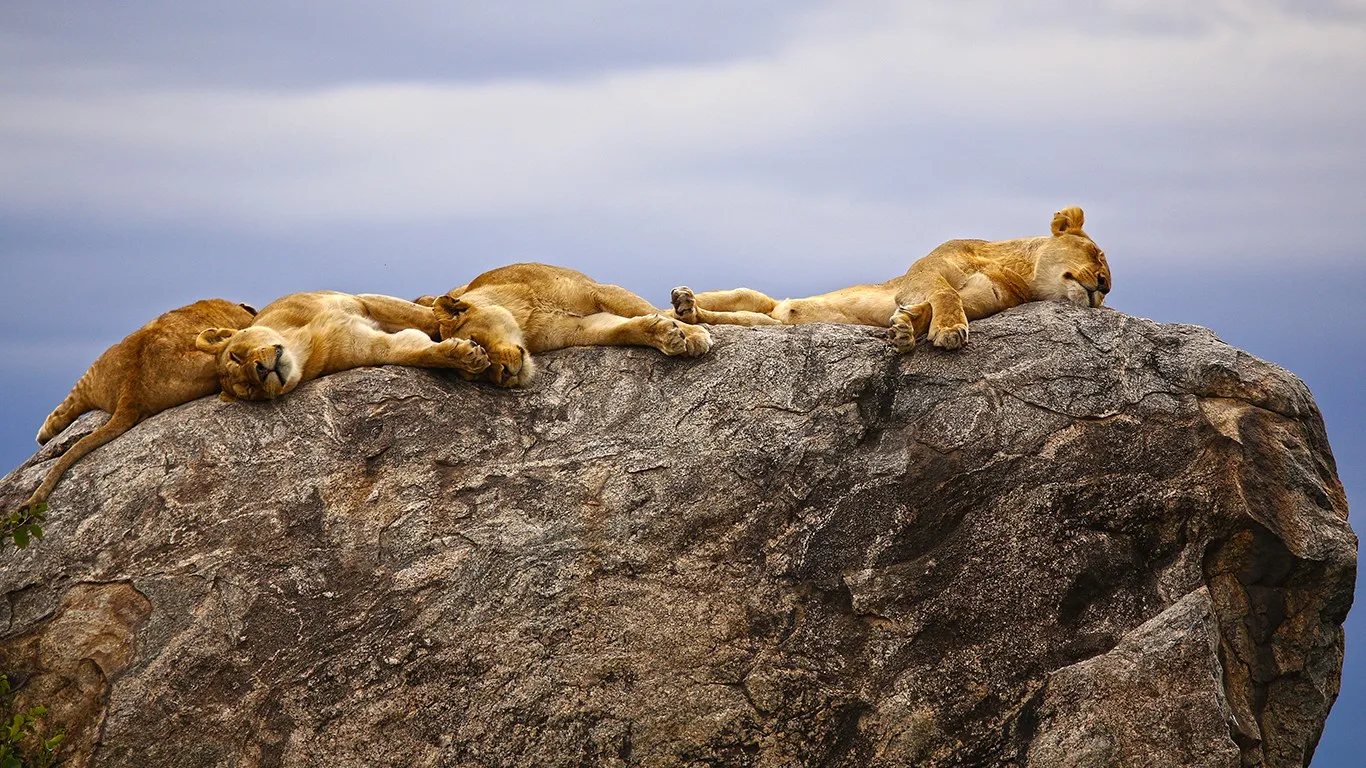 3 Nächte Fly-in Safari Nyerere - Kleingruppe