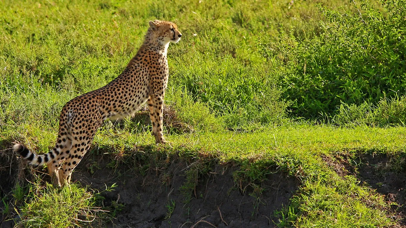 North Tanzania 12 Nächte - Privat