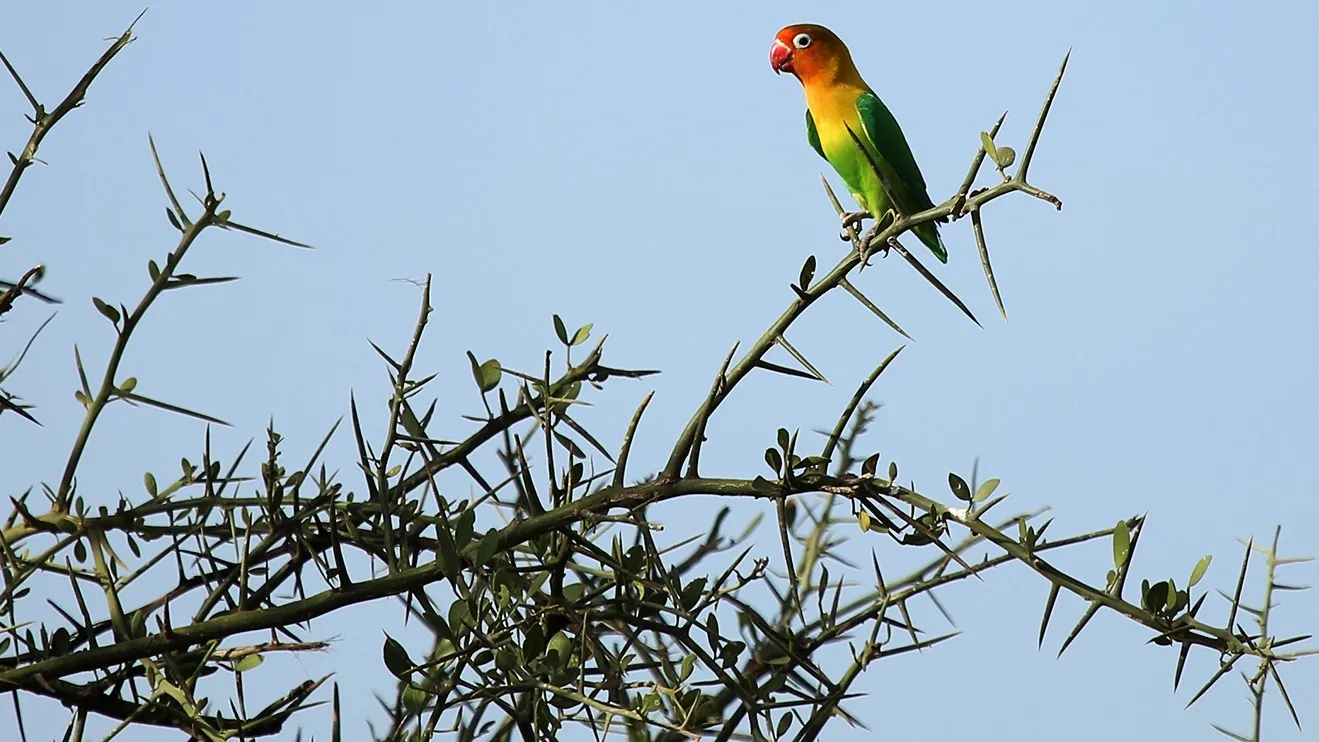 3 Nächte Fly-in Safari Nyerere - Kleingruppe