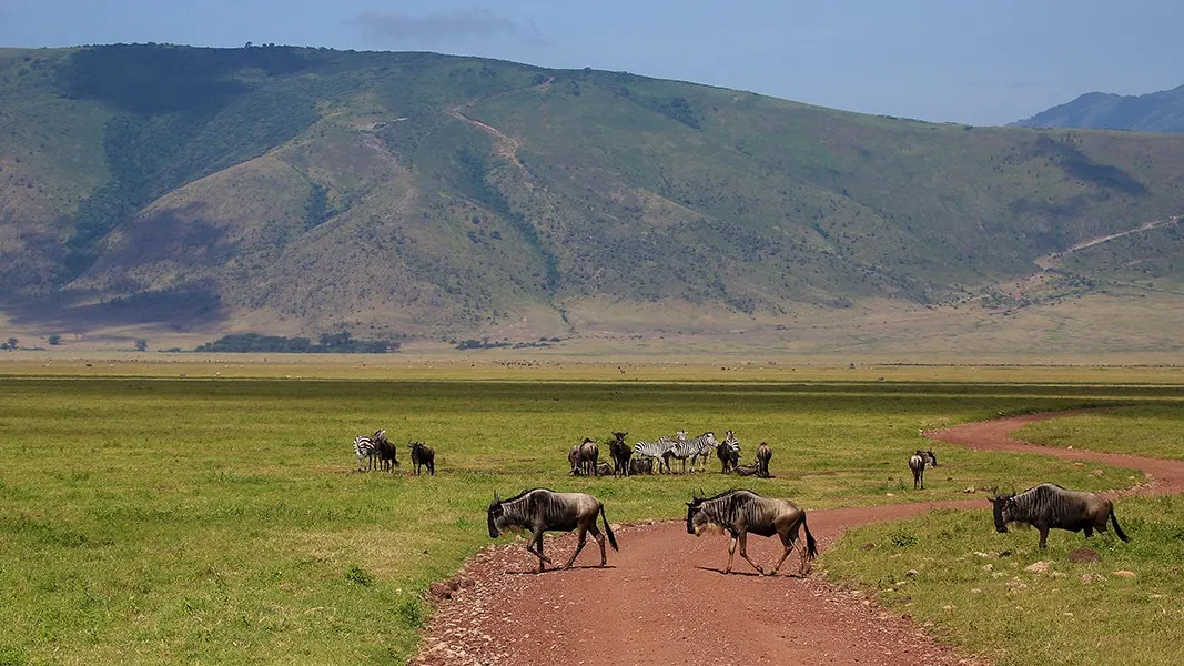 2 Nächte Fly-in Safari Selous/ Nyerere - Kleingruppe