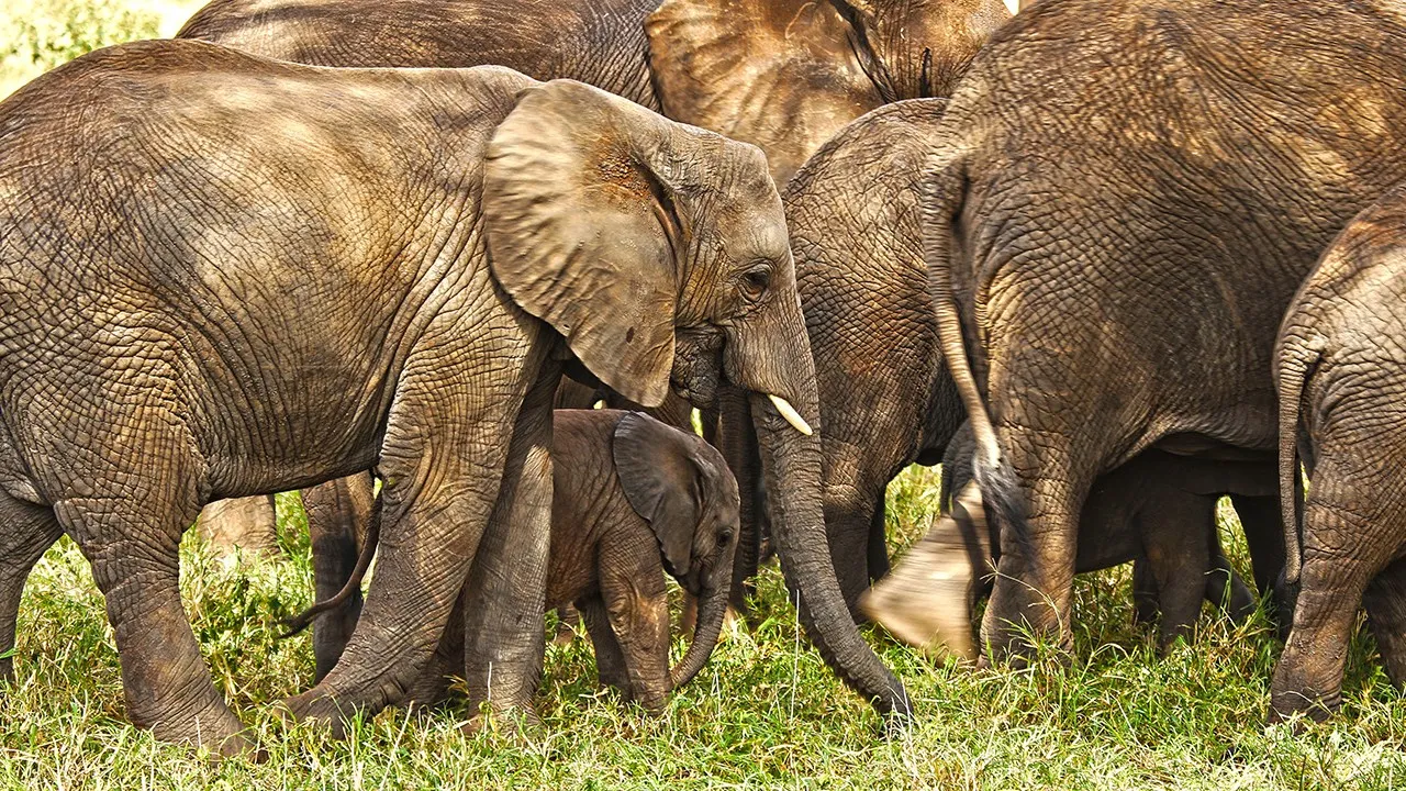 2 Nächte Fly-in Safari Serengeti - Privat