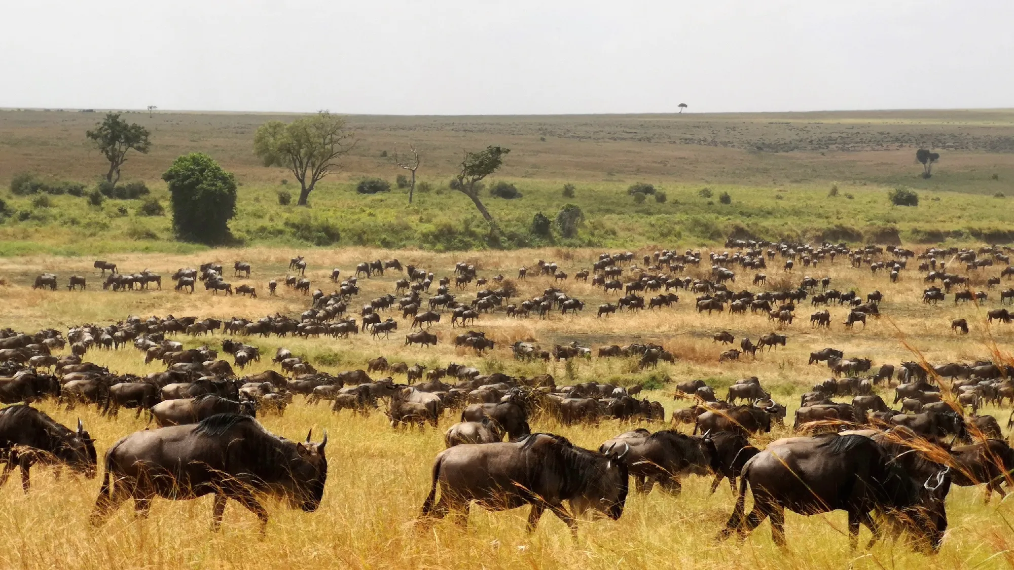 2 Nächte Fly-in Safari Serengeti - Privat