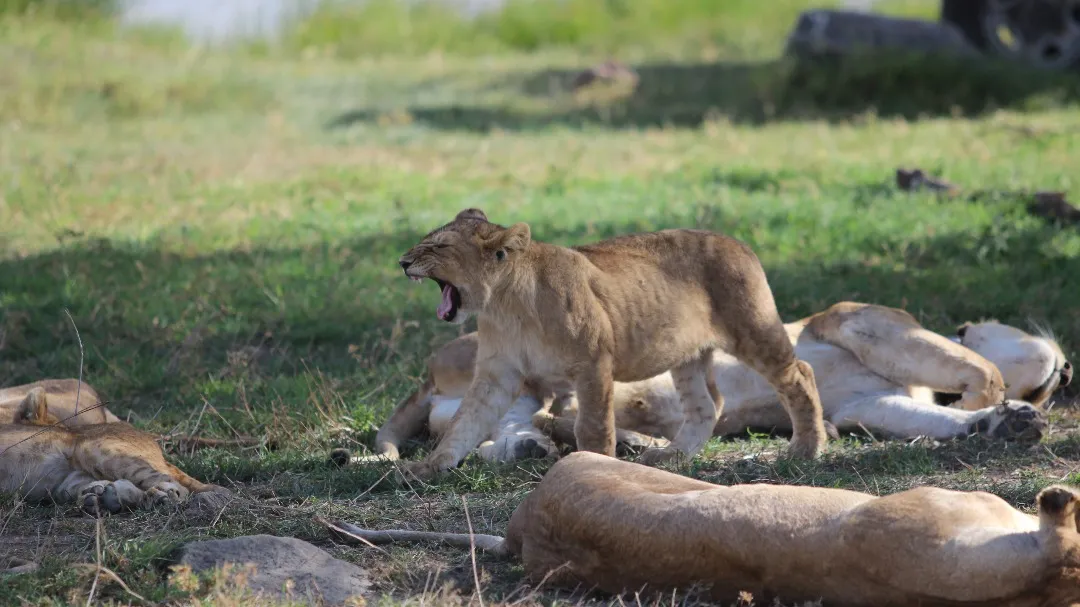 North Tanzania Safari 7 Nächte & 5 Nächte Badeaufenthalt auf Sansibar