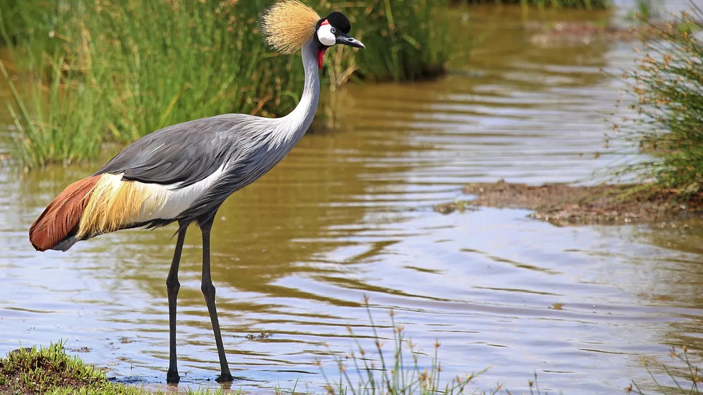 3 Nächte Fly-in Safari Nyerere - Kleingruppe