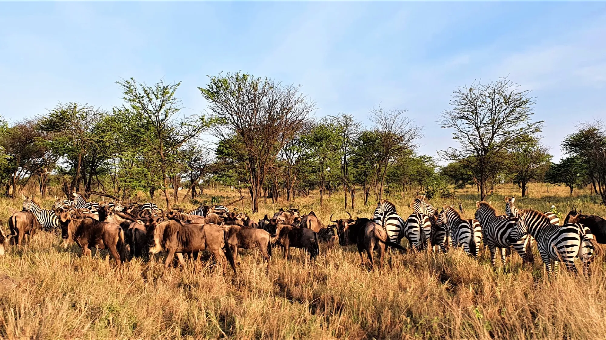 3 Nächte Fly-in Safari Serengeti - Privat