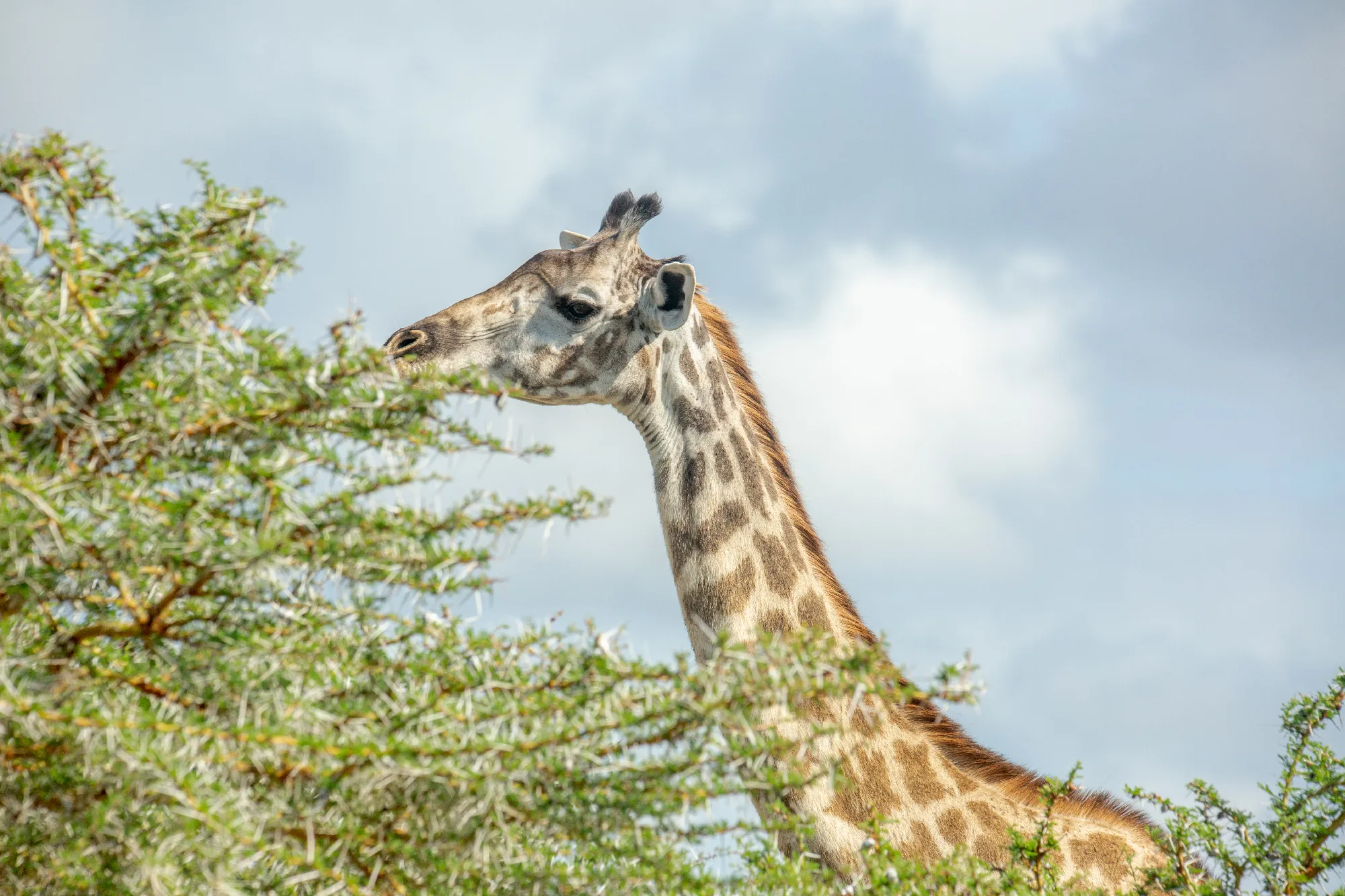 North Tanzania Safari 7 Nächte & 5 Nächte Badeaufenthalt auf Sansibar