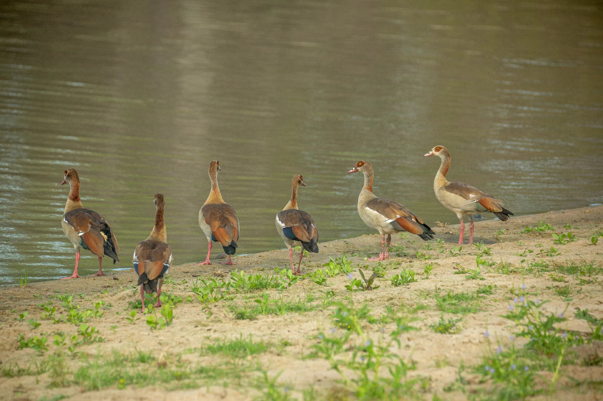 3 Nächte Fly-in Safari Selous/Nyerere - Kleingruppe
