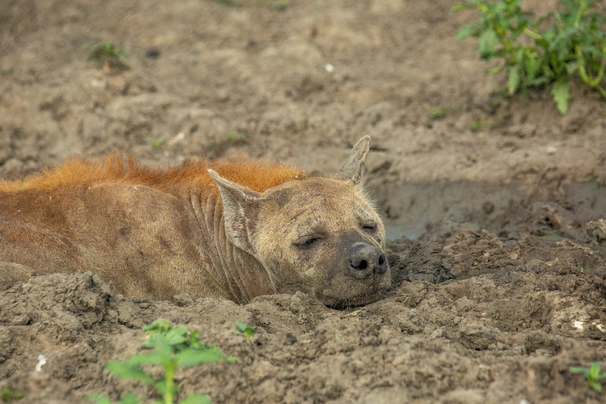 3 Nächte Fly-in Safari Selous/Nyerere - Kleingruppe