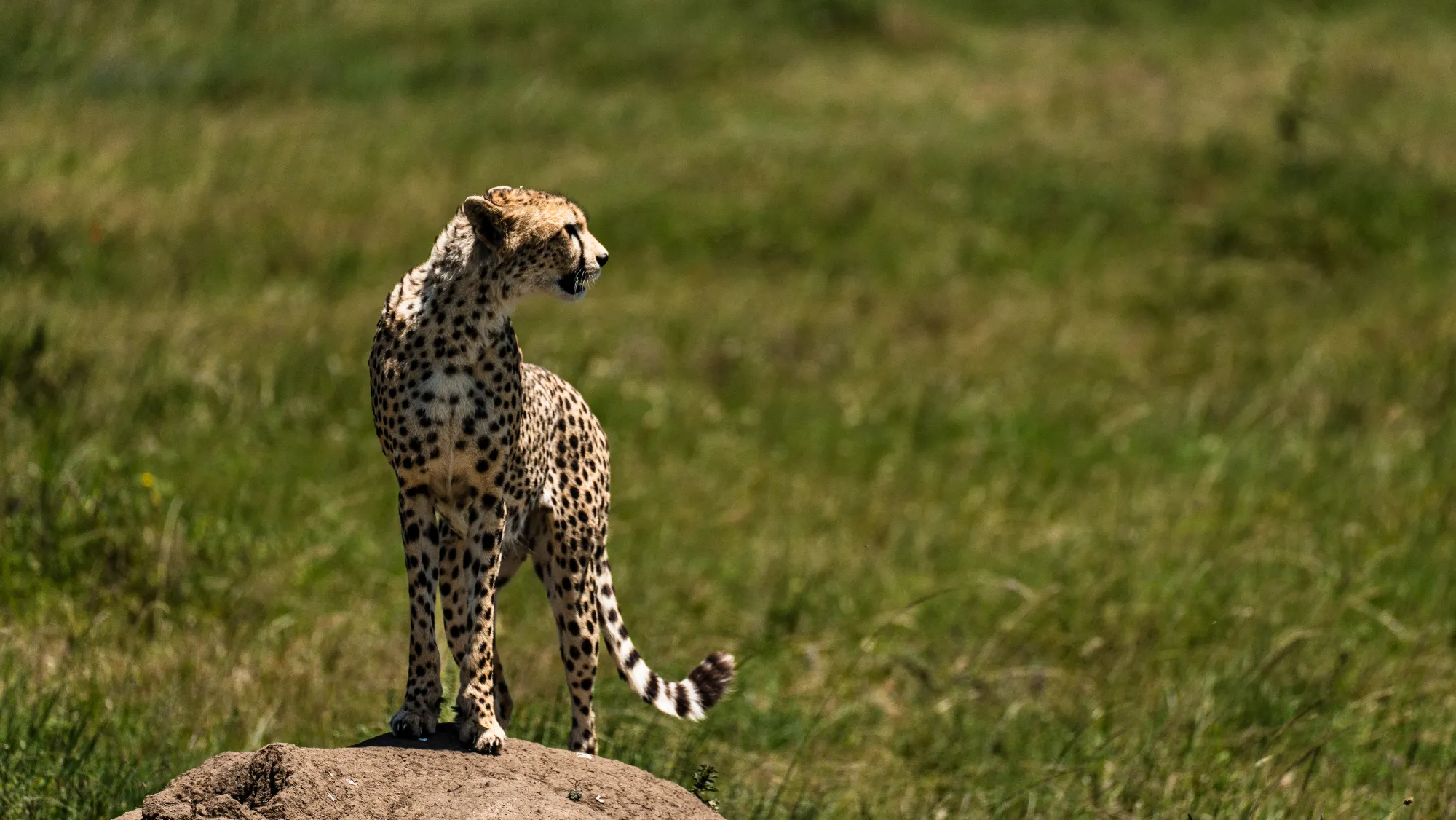 3 Nächte Fly-in Safari Selous/Nyerere - Kleingruppe