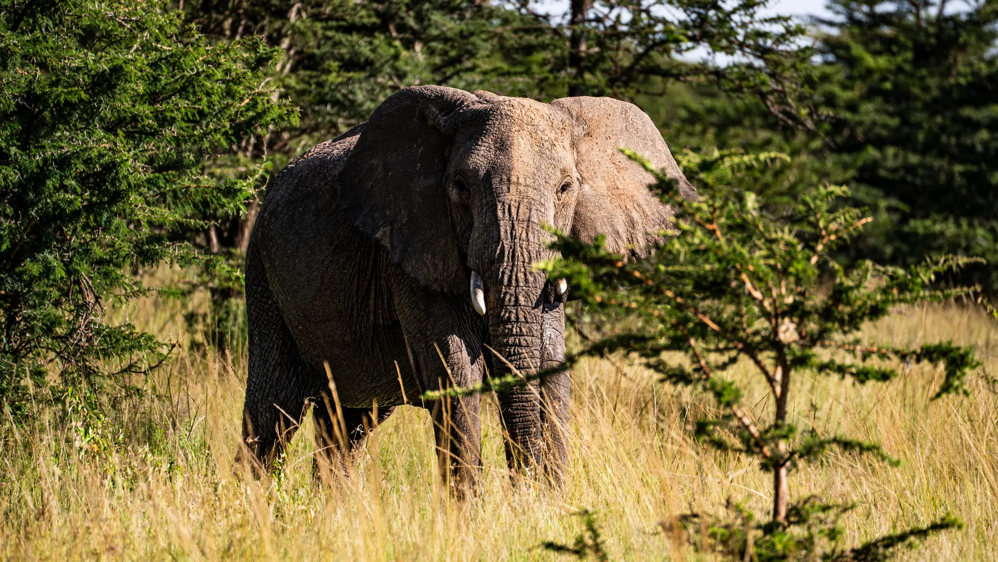 North Tanzania 5 Nächte - Privat