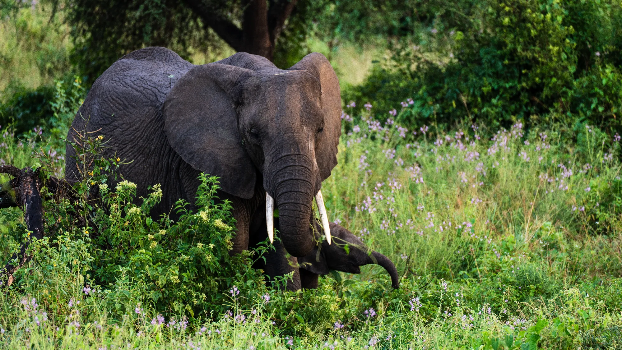 North Tanzania 5 Nächte - Privat