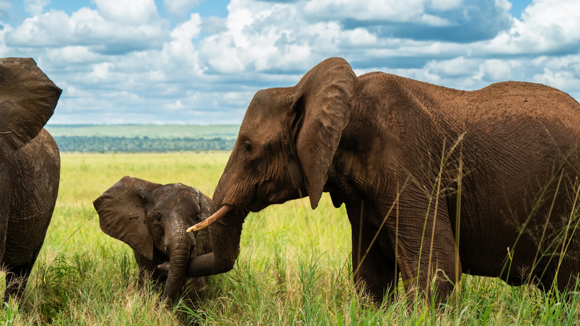 North Tanzania Safari 7 Nächte & 5 Nächte Badeaufenthalt auf Sansibar