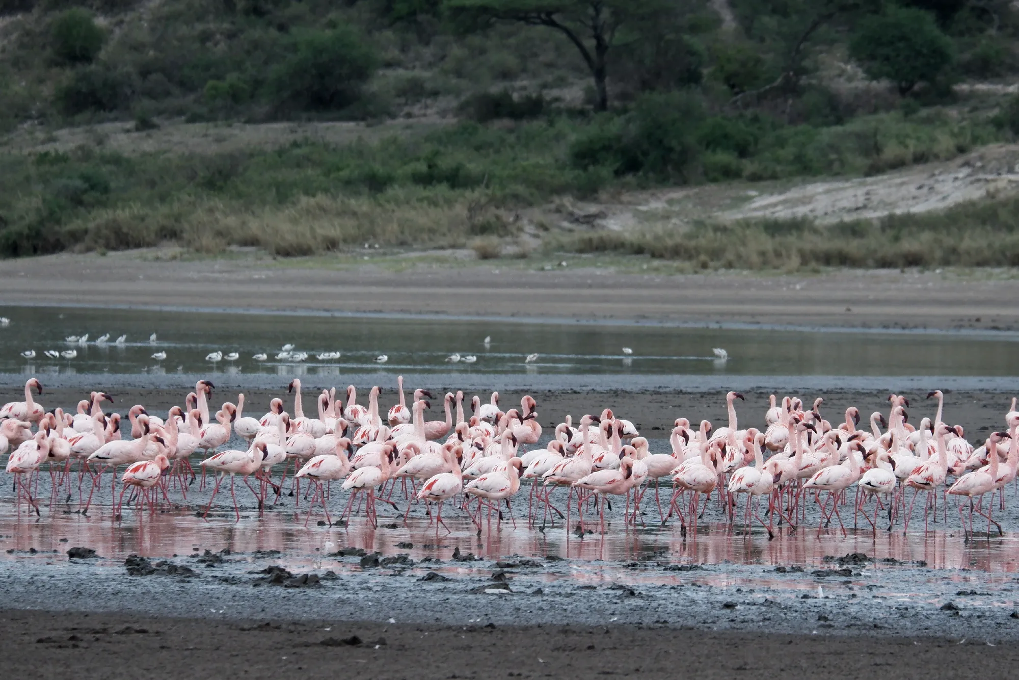 3 Nächte Fly-in Safari Serengeti - Privat