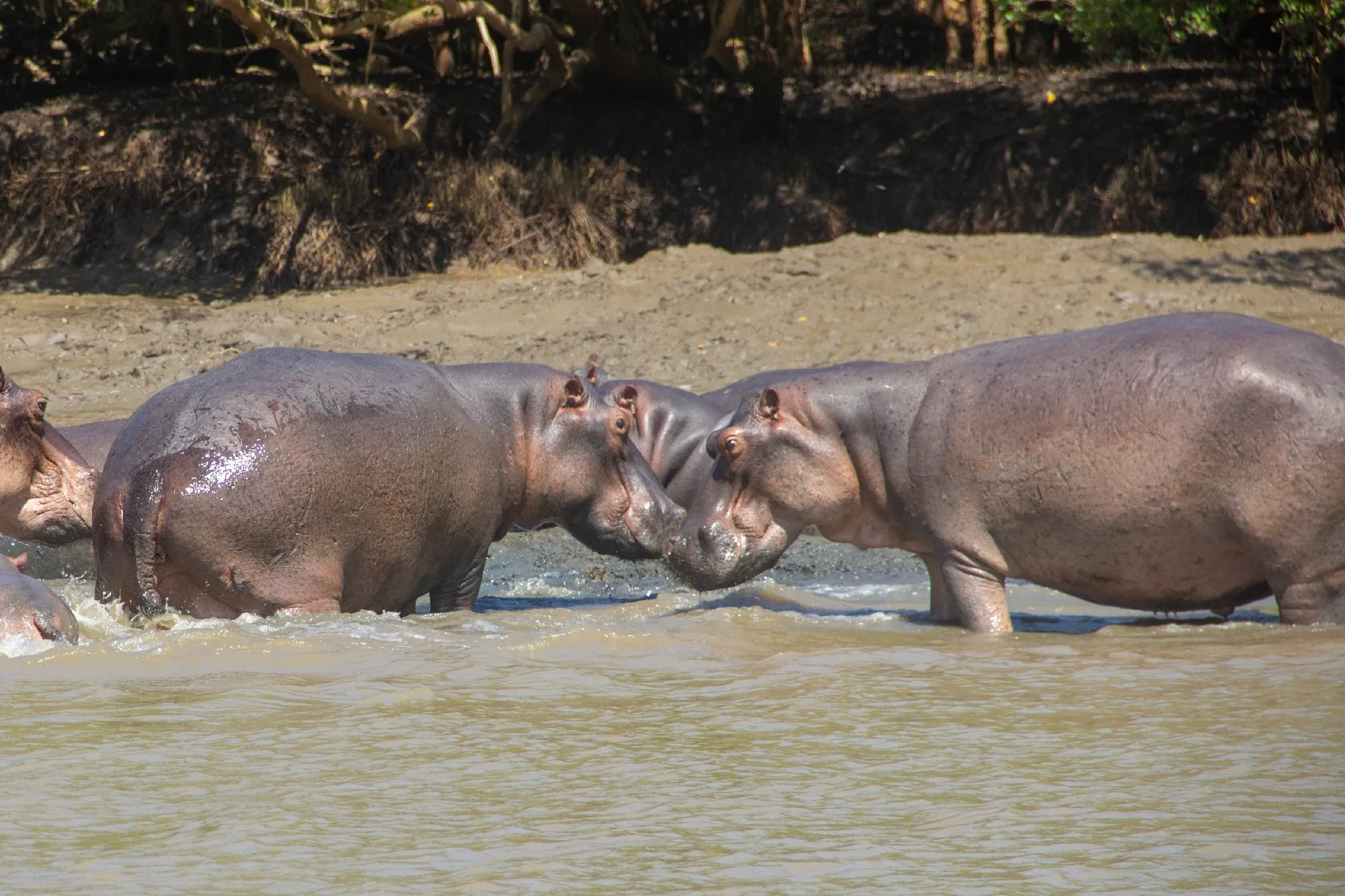 Saadani Safari 2 Nächte - Kleingruppe