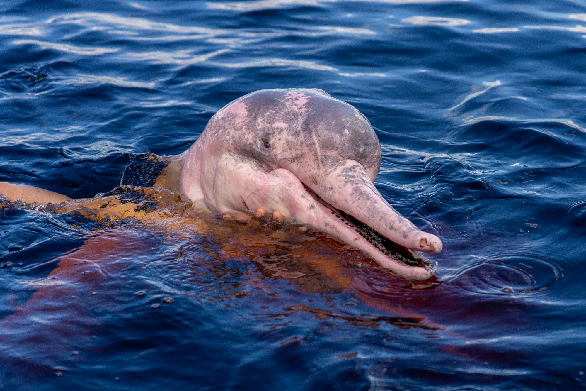 1.000 Meilen auf dem Amazonas - Exklusiv-Charter: 1.000 Meilen auf dem Amazonas von Manaus nach Tabatinga