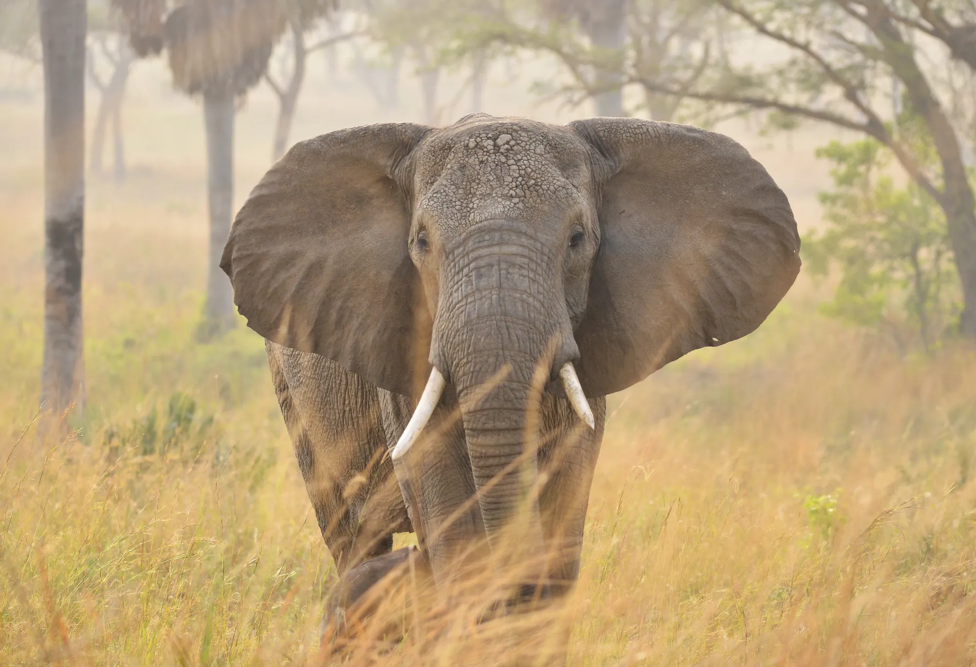 African Explorer | Vom Indischen Ozean bis zu den Viktoriafällen