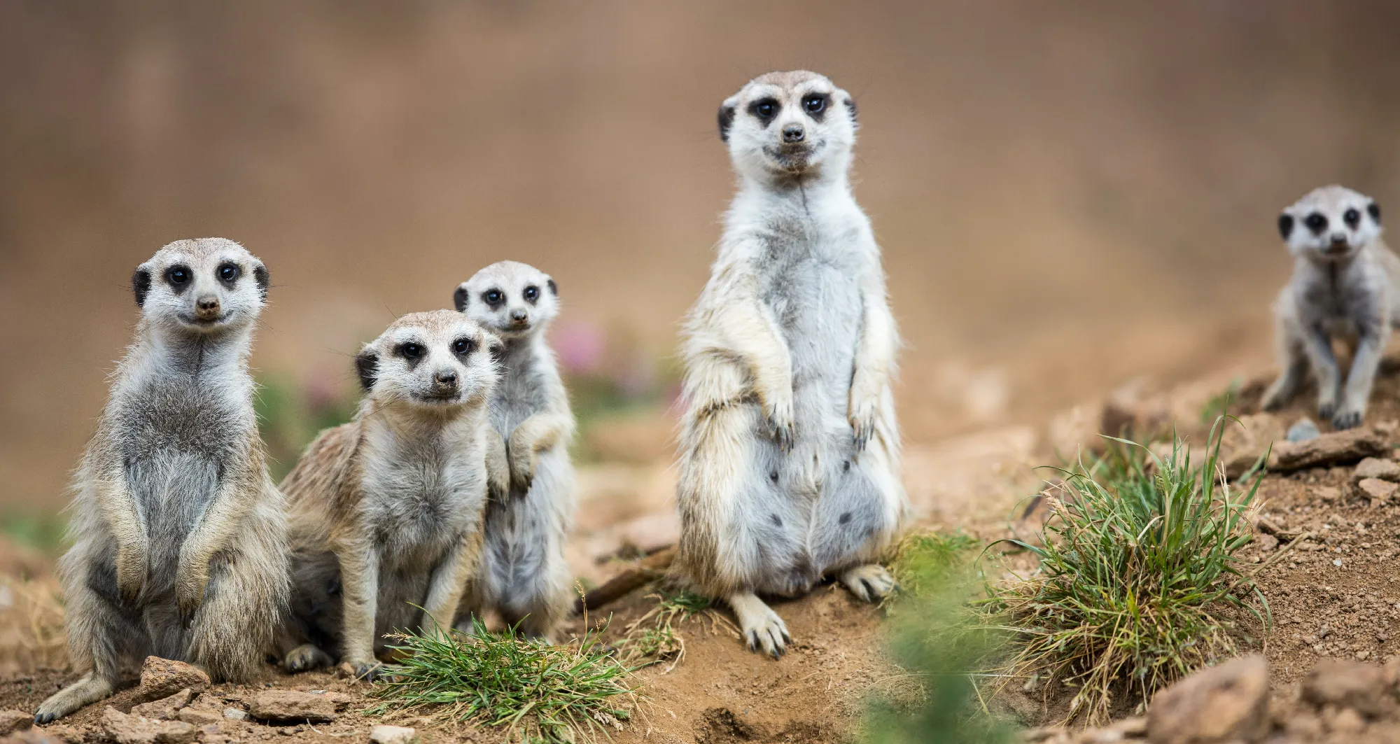 African Explorer | Vom Indischen Ozean bis zu den Viktoriafällen
