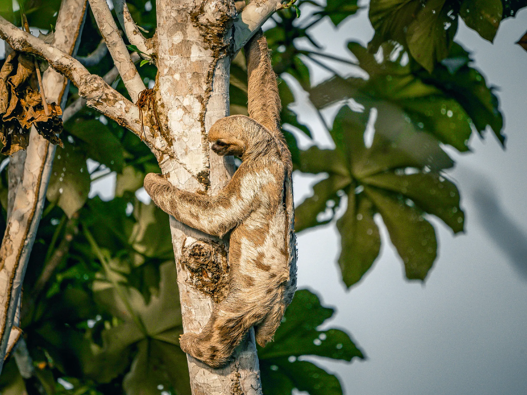 1.000 Meilen auf dem Amazonas - Exklusiv-Charter: 1.000 Meilen auf dem Amazonas von Manaus nach Tabatinga