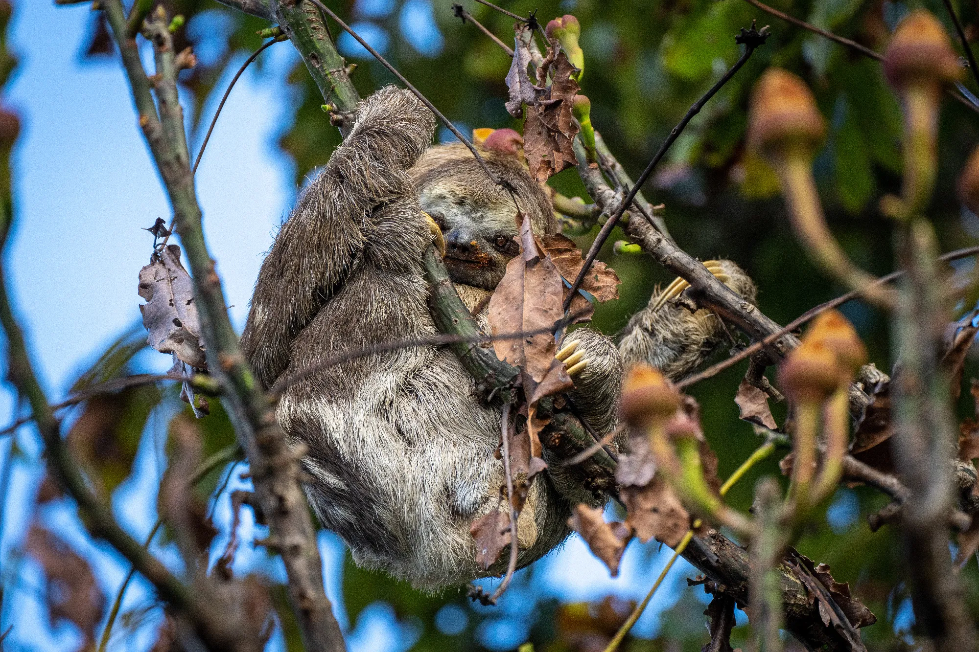 1.000 Meilen auf dem Amazonas - Exklusiv-Charter: 1.000 Meilen auf dem Amazonas von Manaus nach Tabatinga