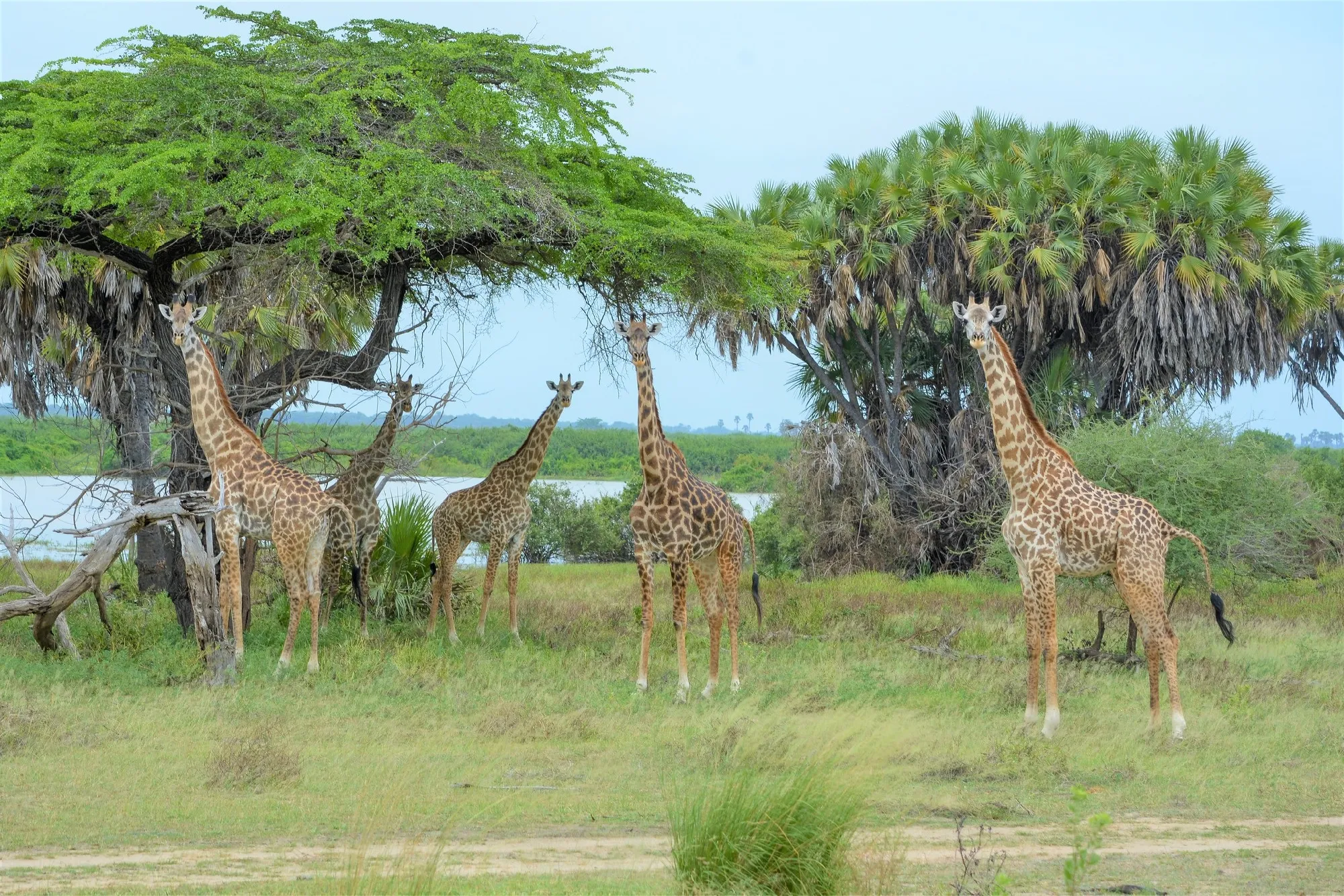 Sansibar | Ruf der Wildnis - Safari & Baden | Dream of Zanzibar ***** & Africa Safari Nyerere Camp | ab/bis Wien