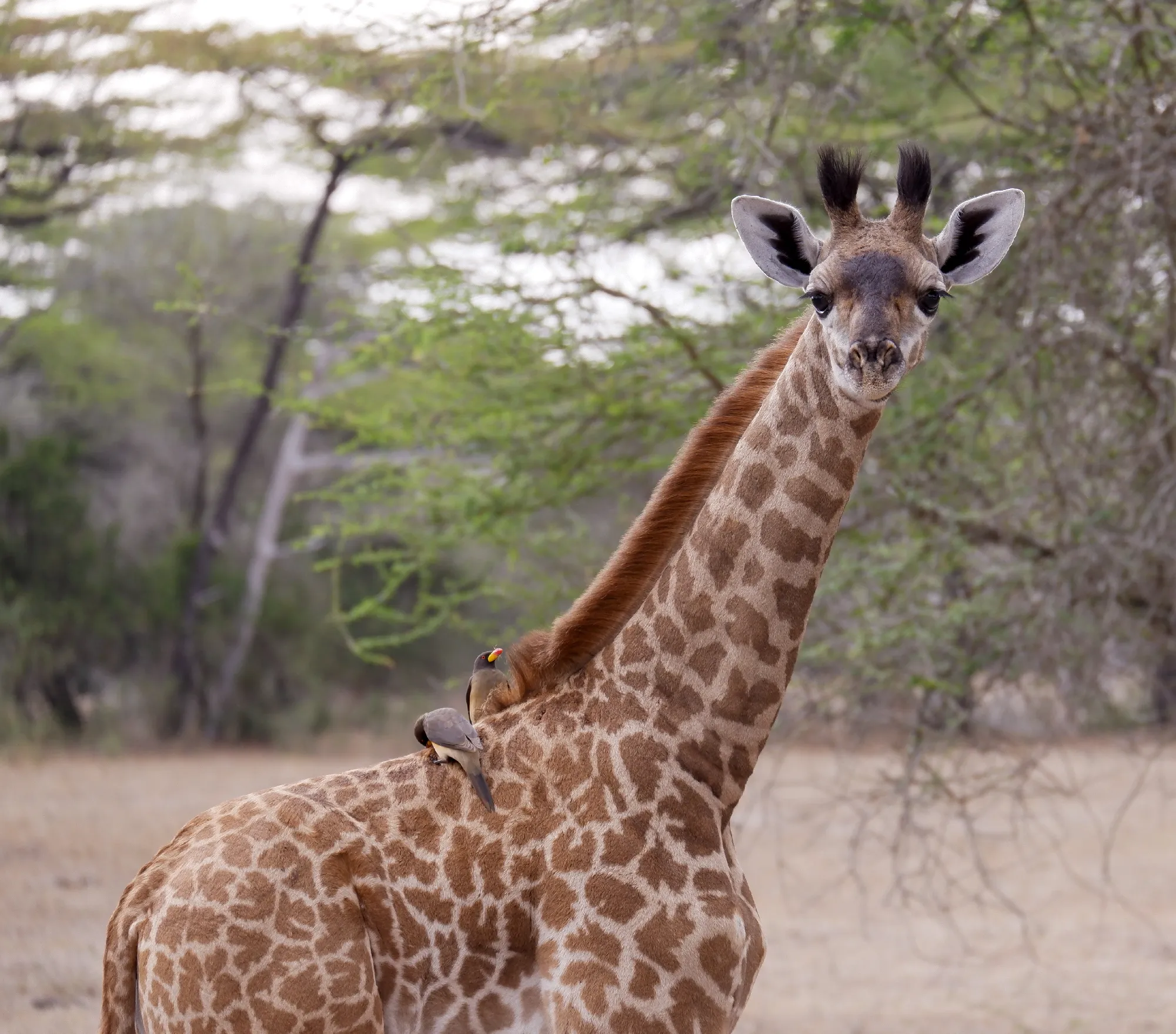 2 Nächte Fly-in Safari Selous/ Nyerere - Kleingruppe