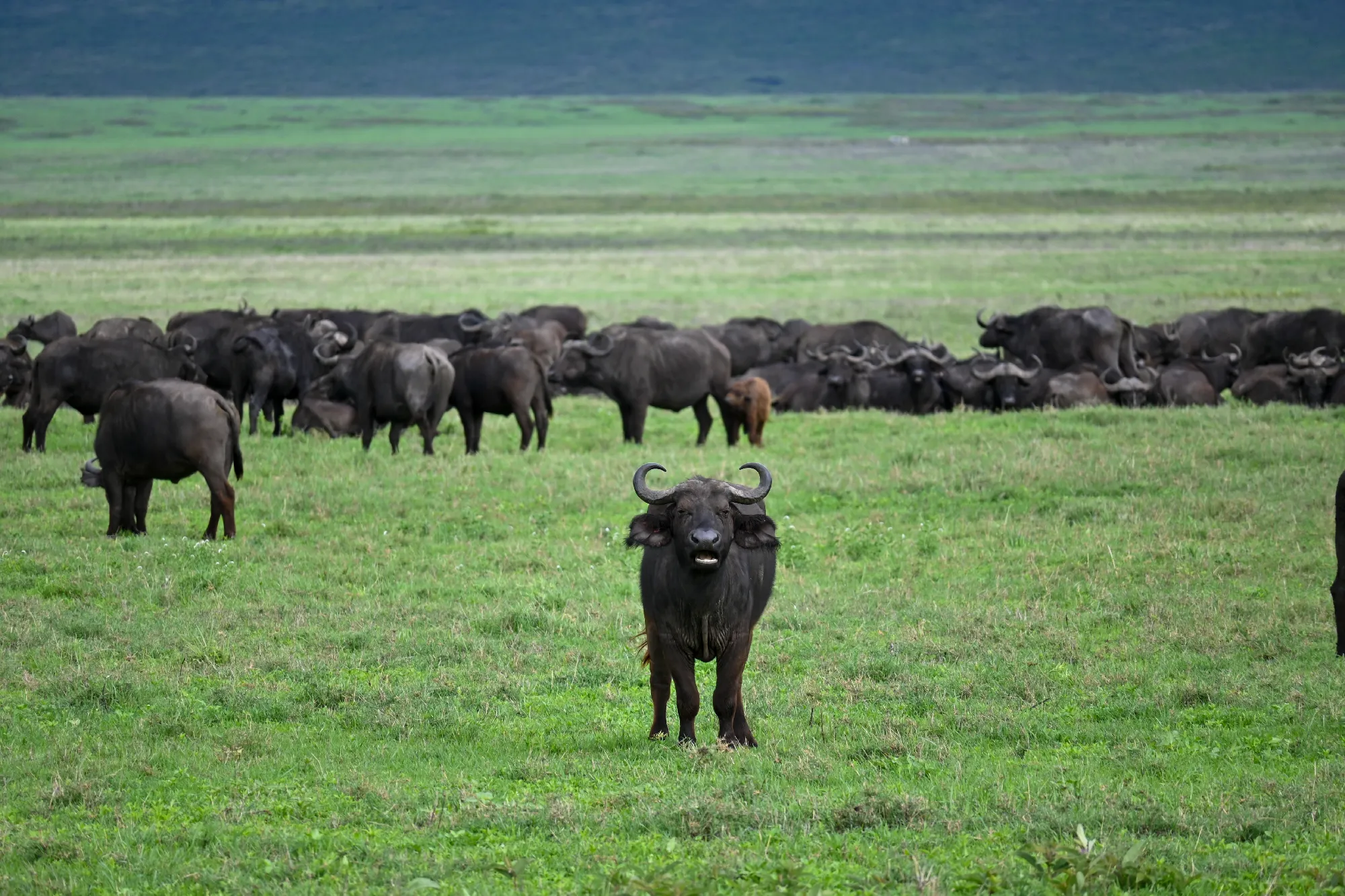 Tanzania Classic 4 Nächte - Privat