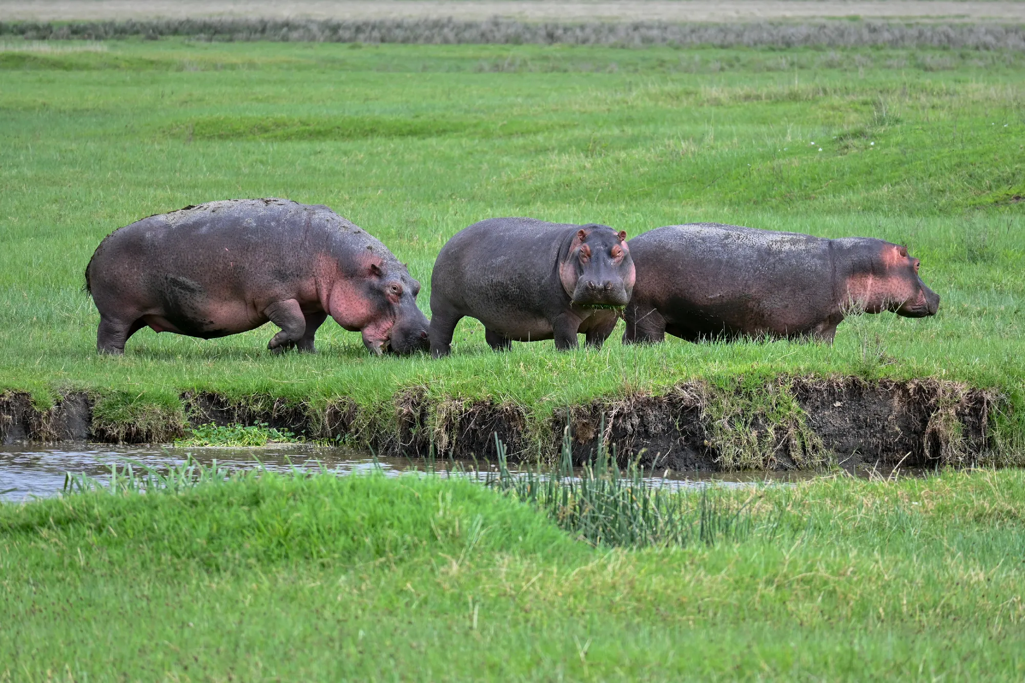 Tanzania Classic 4 Nächte - Privat