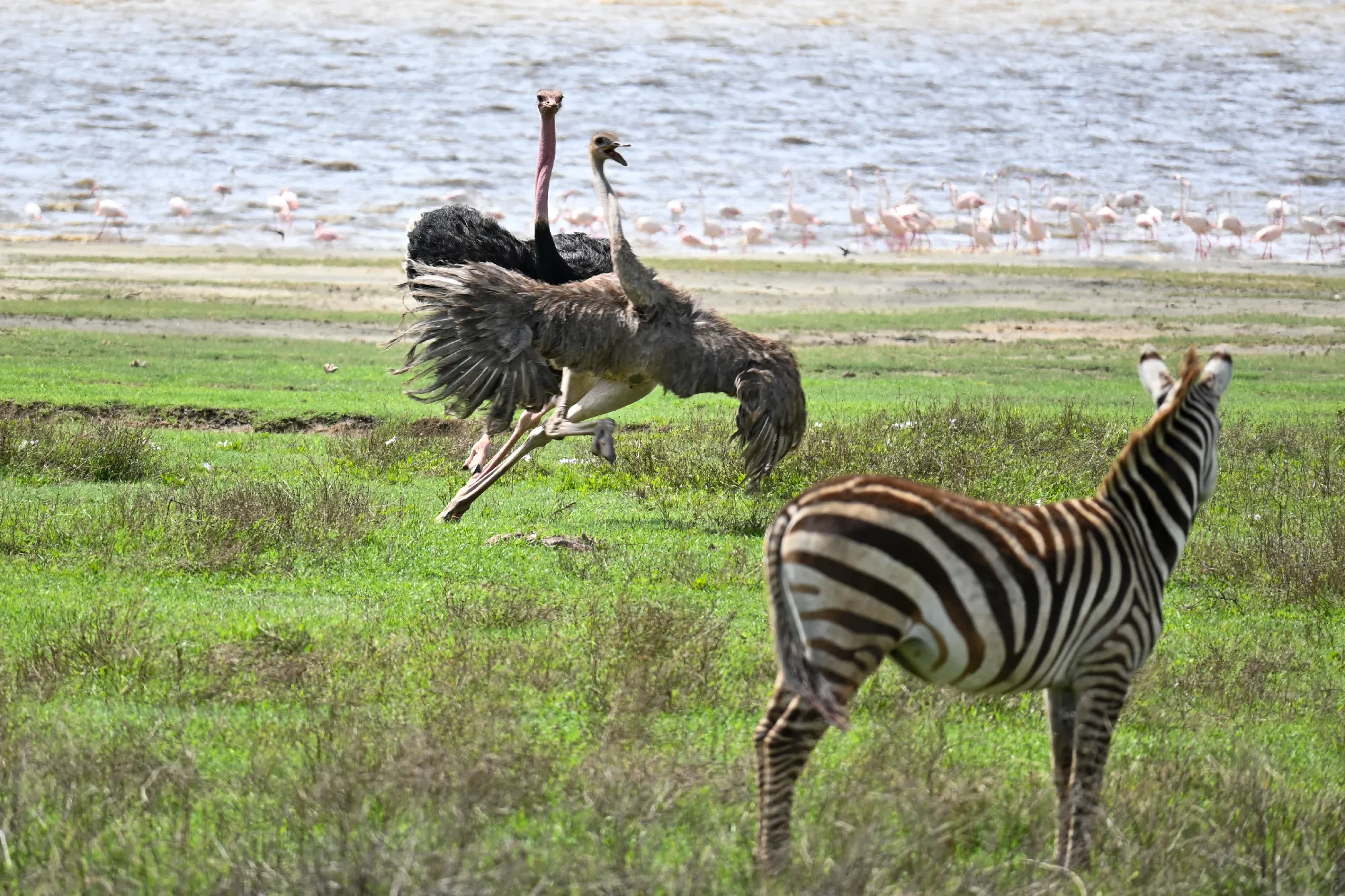 Tanzania Classic 4 Nächte - Privat