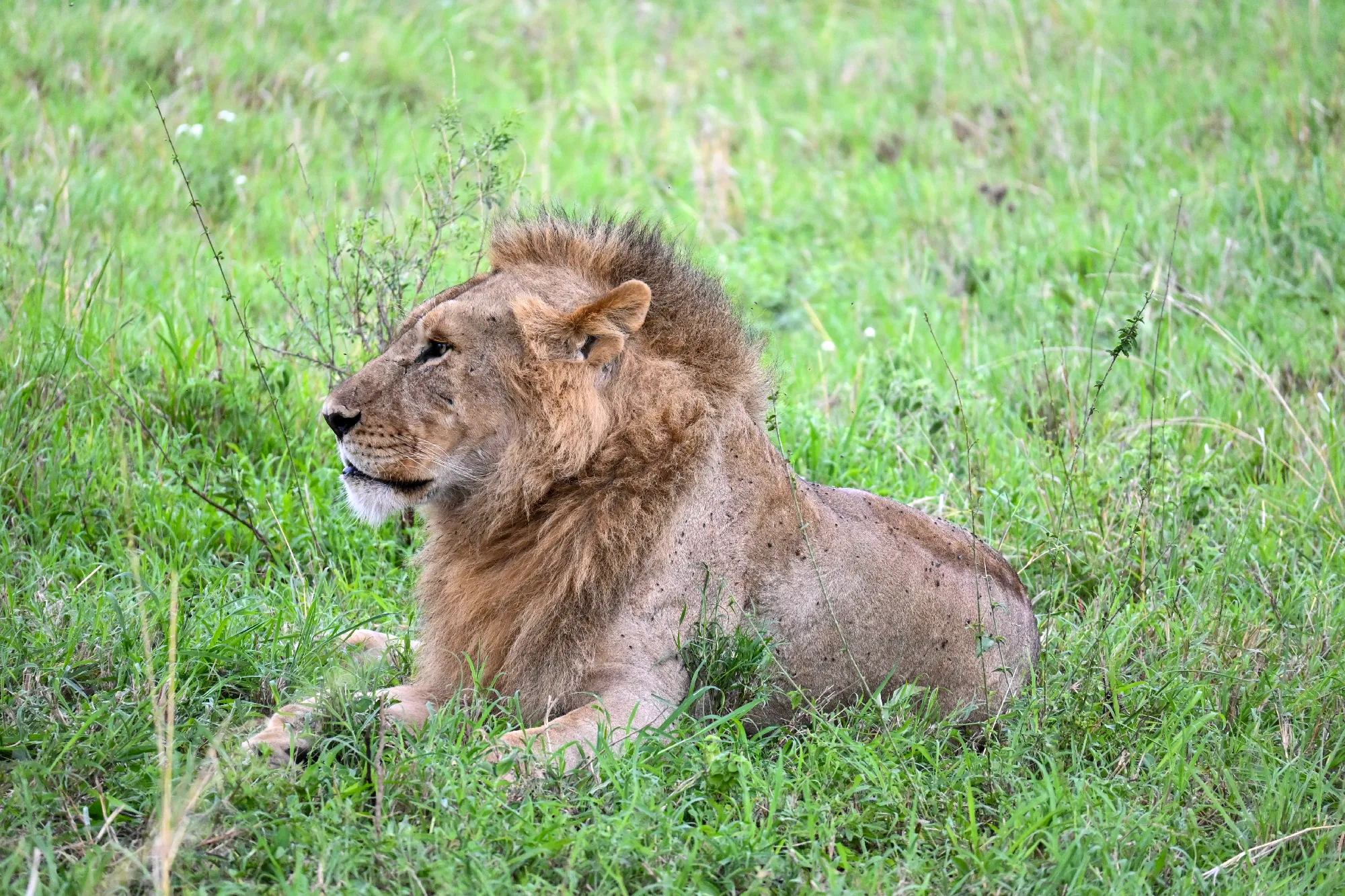 Tanzania Classic 4 Nächte - Privat