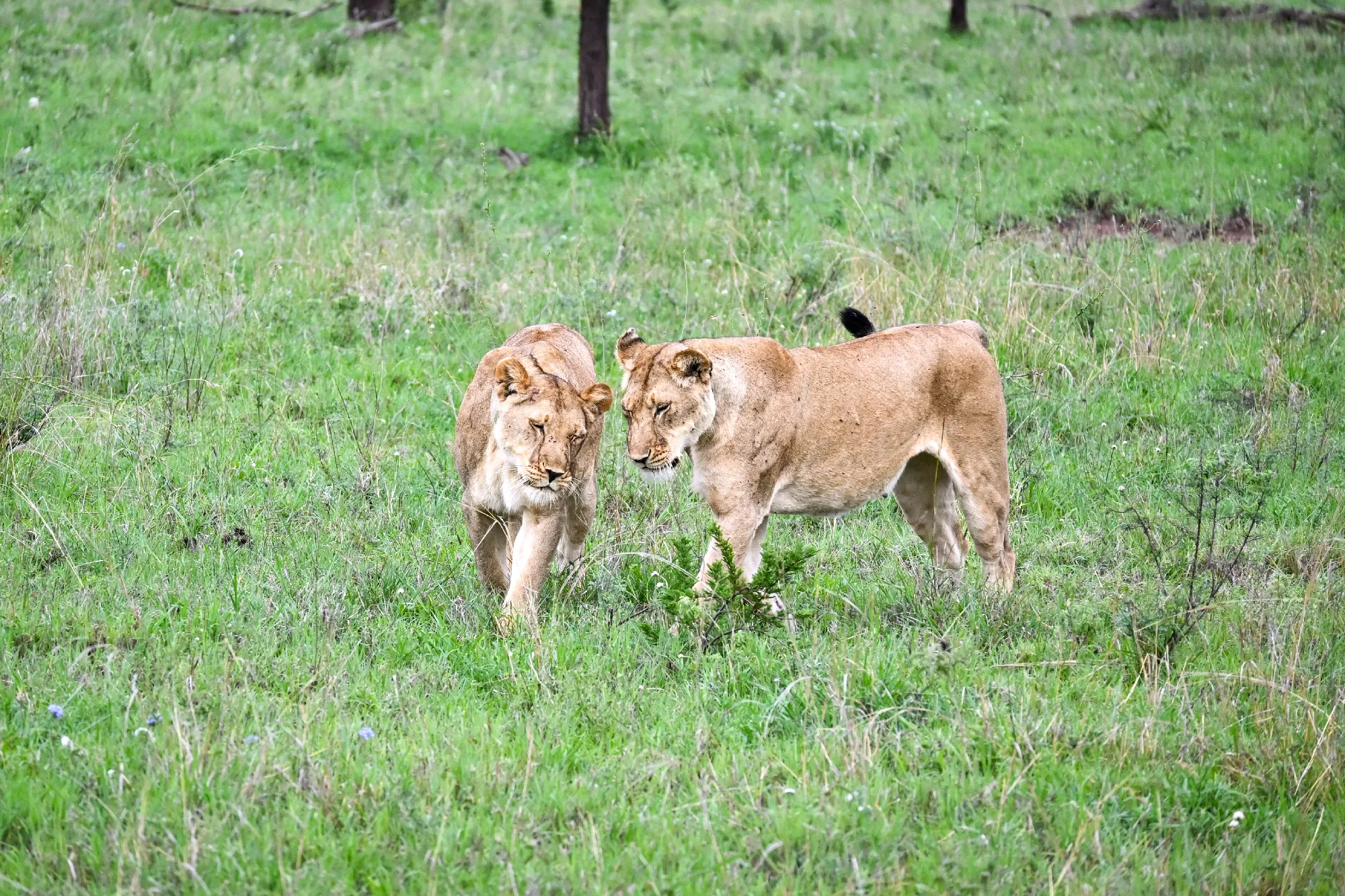 Tanzania Safari-Abenteuer 7 Nächte - Kleingruppe