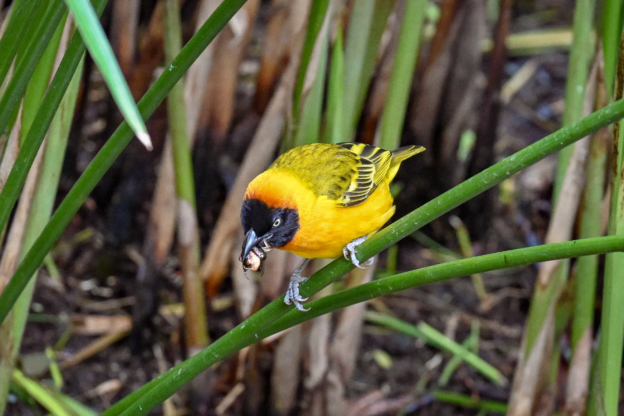 The Mombasa Rendezvous 3 Nächte - Kleingruppe