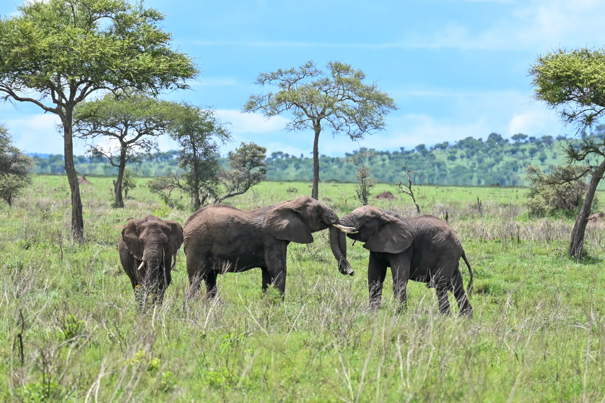 Tanzania Classic 4 Nächte - Privat