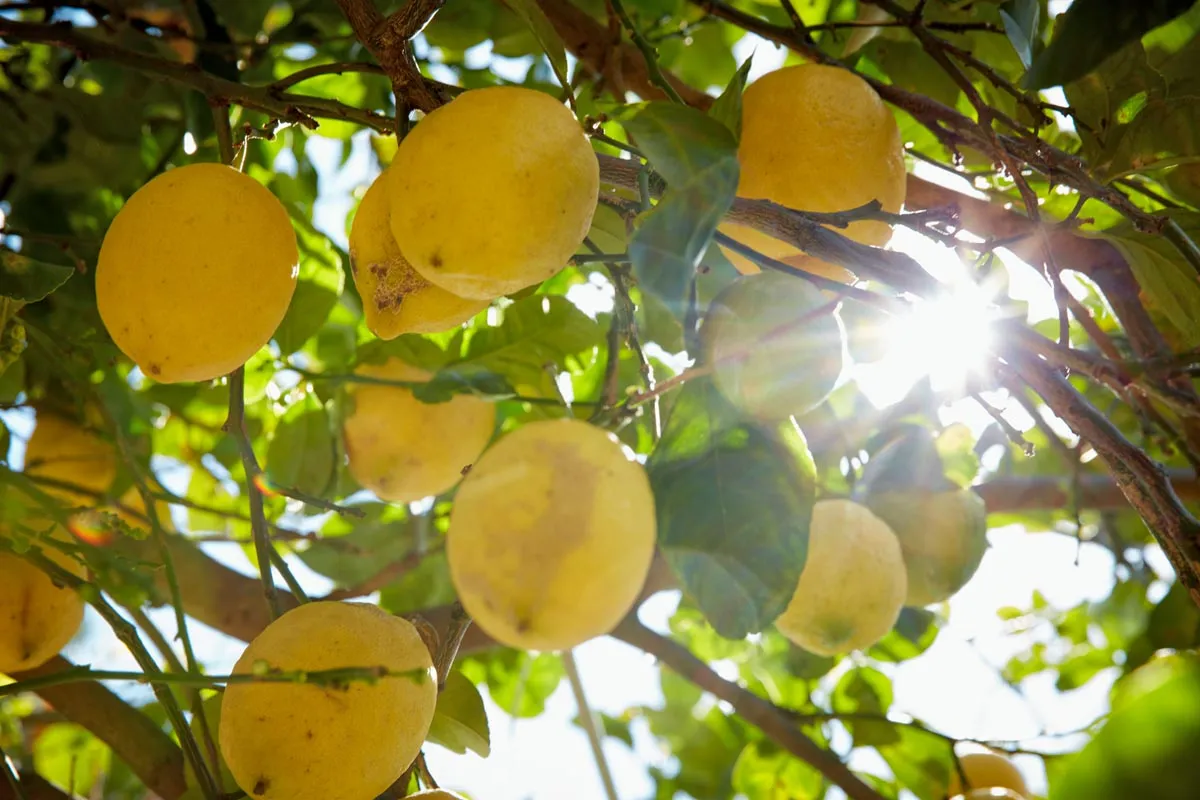 Sizilien | Wanderungen und Kunsterlebnis