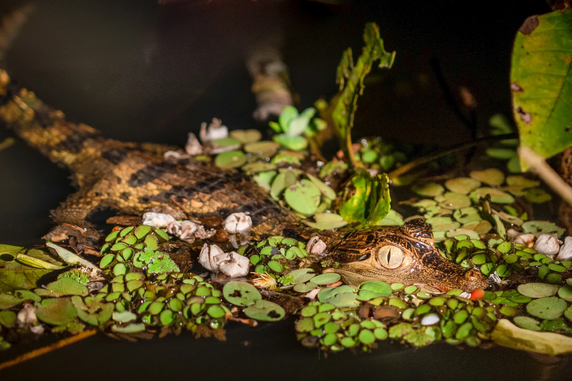 1.000 Meilen auf dem Amazonas - Exklusiv-Charter: 1.000 Meilen auf dem Amazonas von Manaus nach Tabatinga