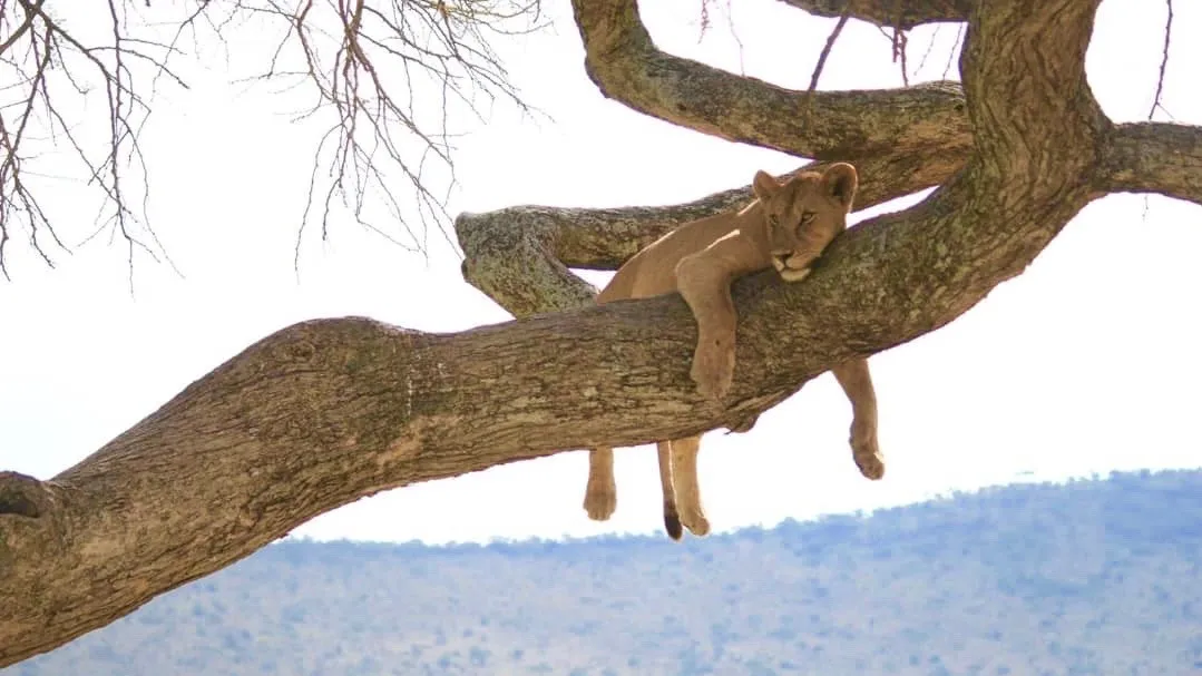 3 Nächte Fly-in Safari Selous/Nyerere - Kleingruppe