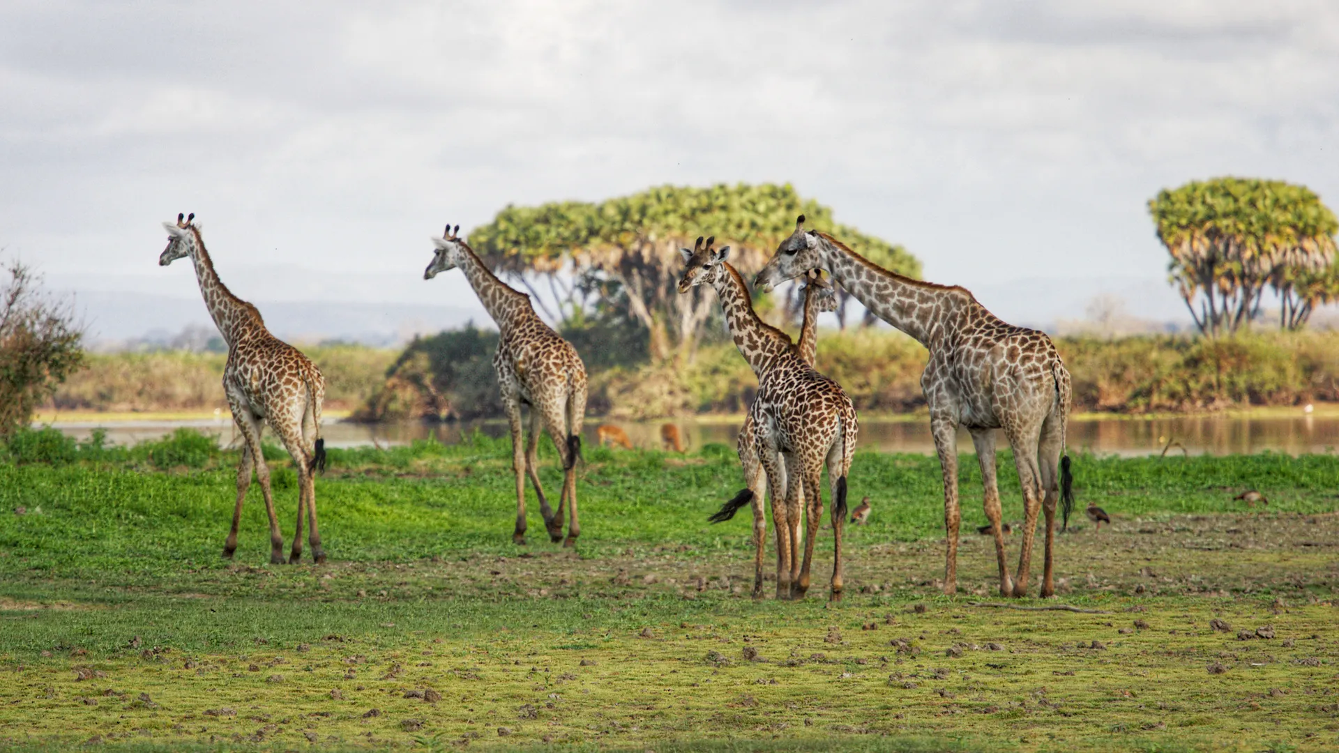 North Tanzania Safari 7 Nächte & 5 Nächte Badeaufenthalt auf Sansibar