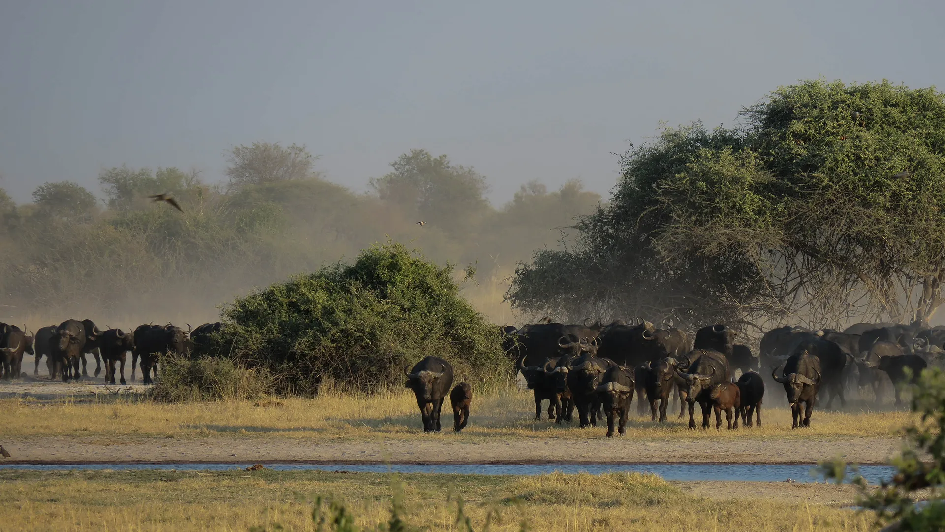 Zimbabwe & Botswana "Game Trail" - Kleingruppe