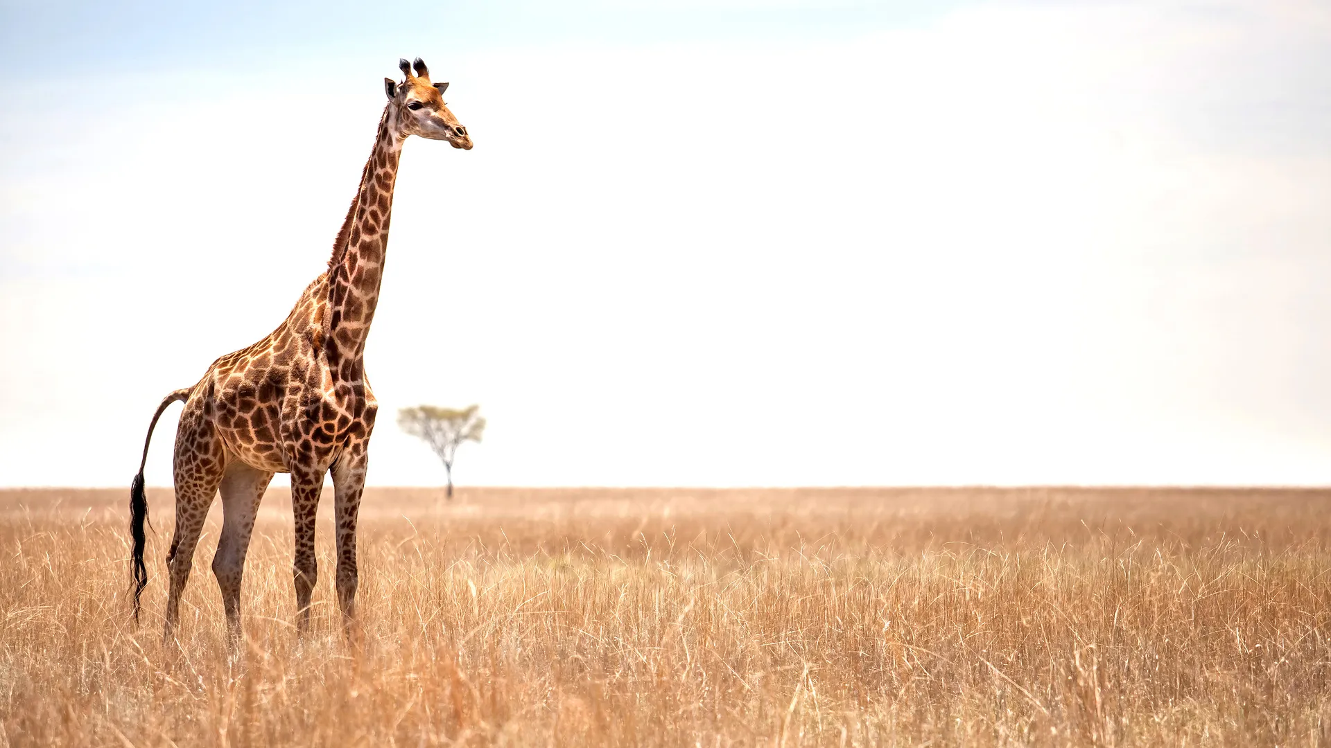 A Kenya Odyssey to Mombasa Coast 7 Nächte - Privat: ab Nairobi/bis Mombasa