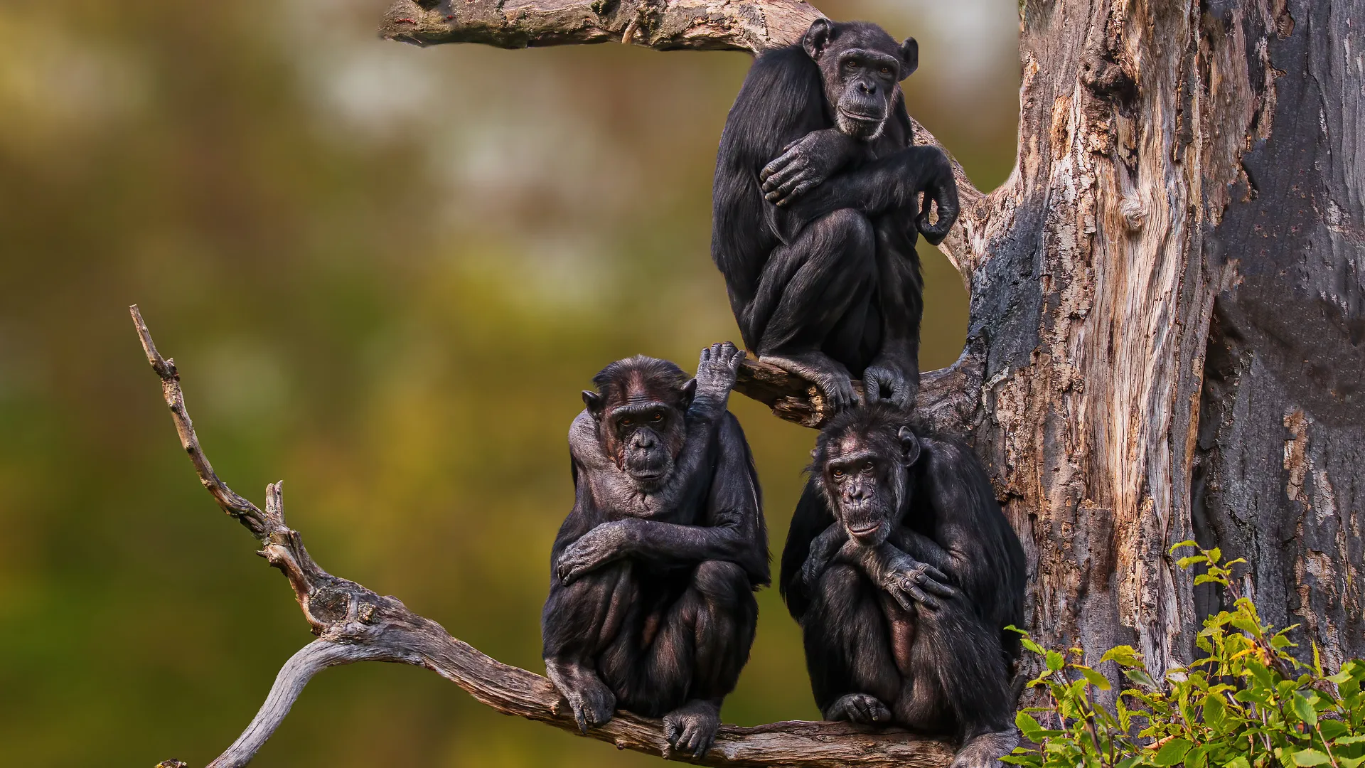 Einzigartiges Uganda - Privat