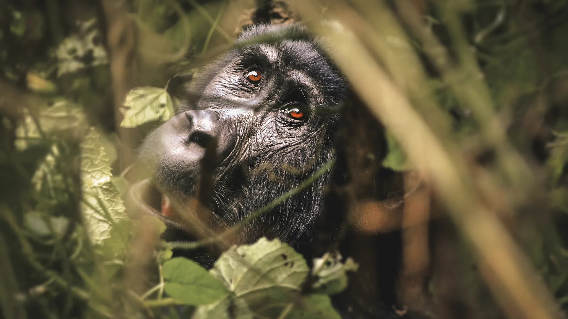 Einzigartiges Uganda - Privat