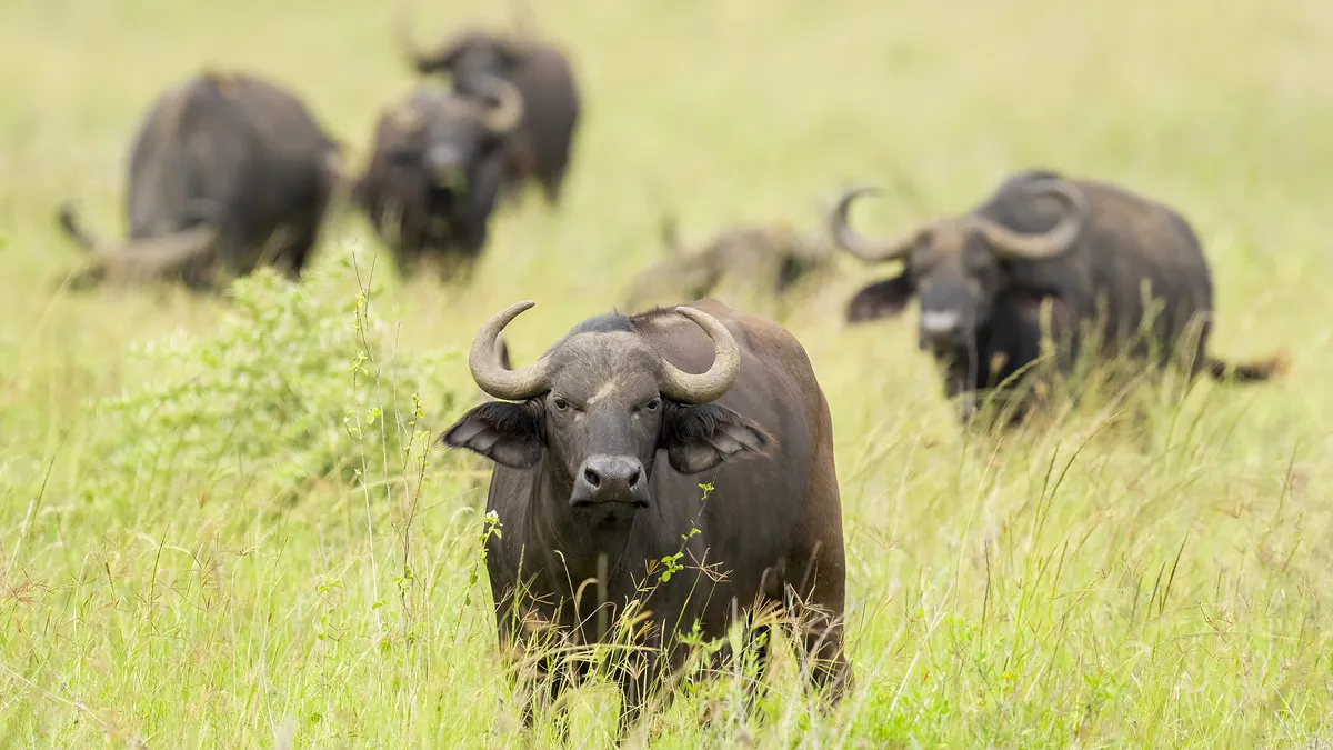Kilimanjaro - Besteigung über die Lemosho‐Route