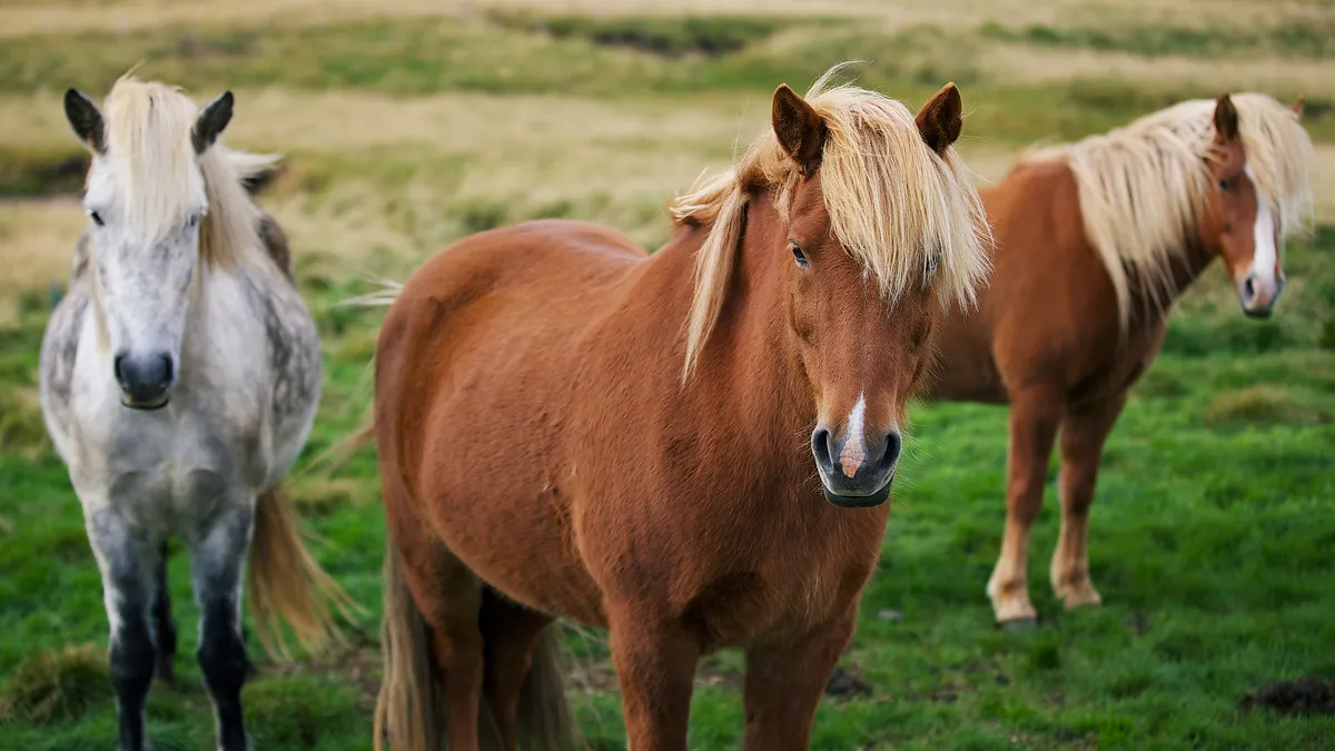 Naturwunder Islands - Kultur, Natur- und das Hochland erleben