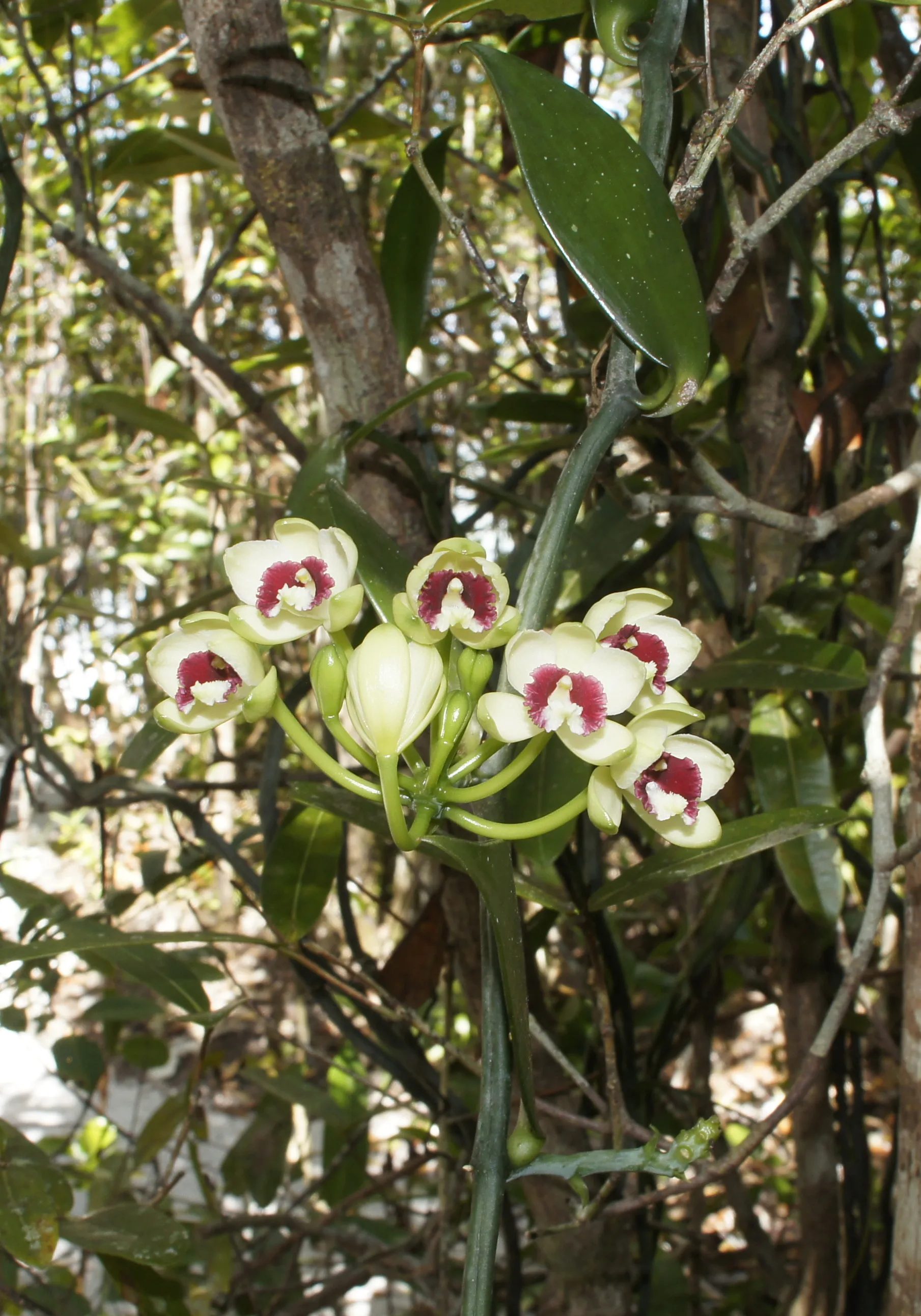 MADAGASKAR | Mit Menschen und Lemuren auf Du und Du