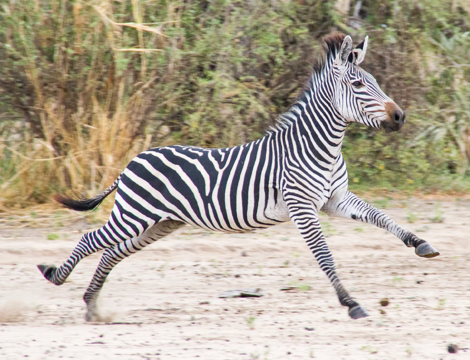 Sansibar | Ruf der Wildnis - Safari & Baden | Dream of Zanzibar ***** & Africa Safari Nyerere Camp | ab/bis Wien