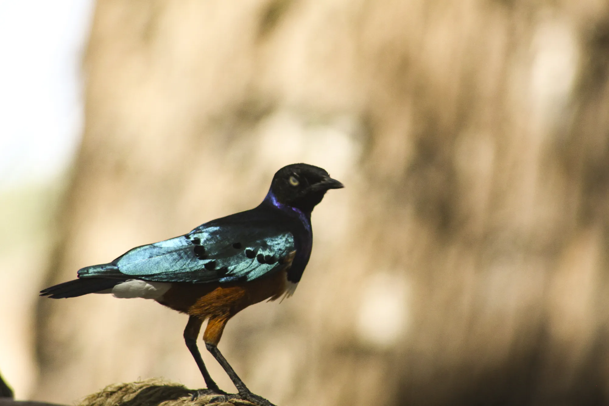 The Mombasa Rendezvous 3 Nächte - Privat