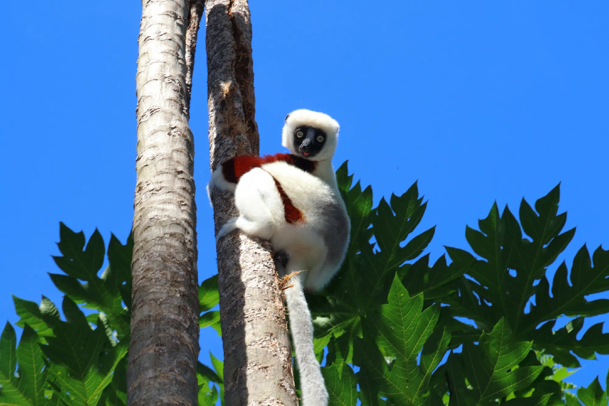Exklusiv-Charter Kreuzfahrt Madagaskar, Réunion, Mauritius