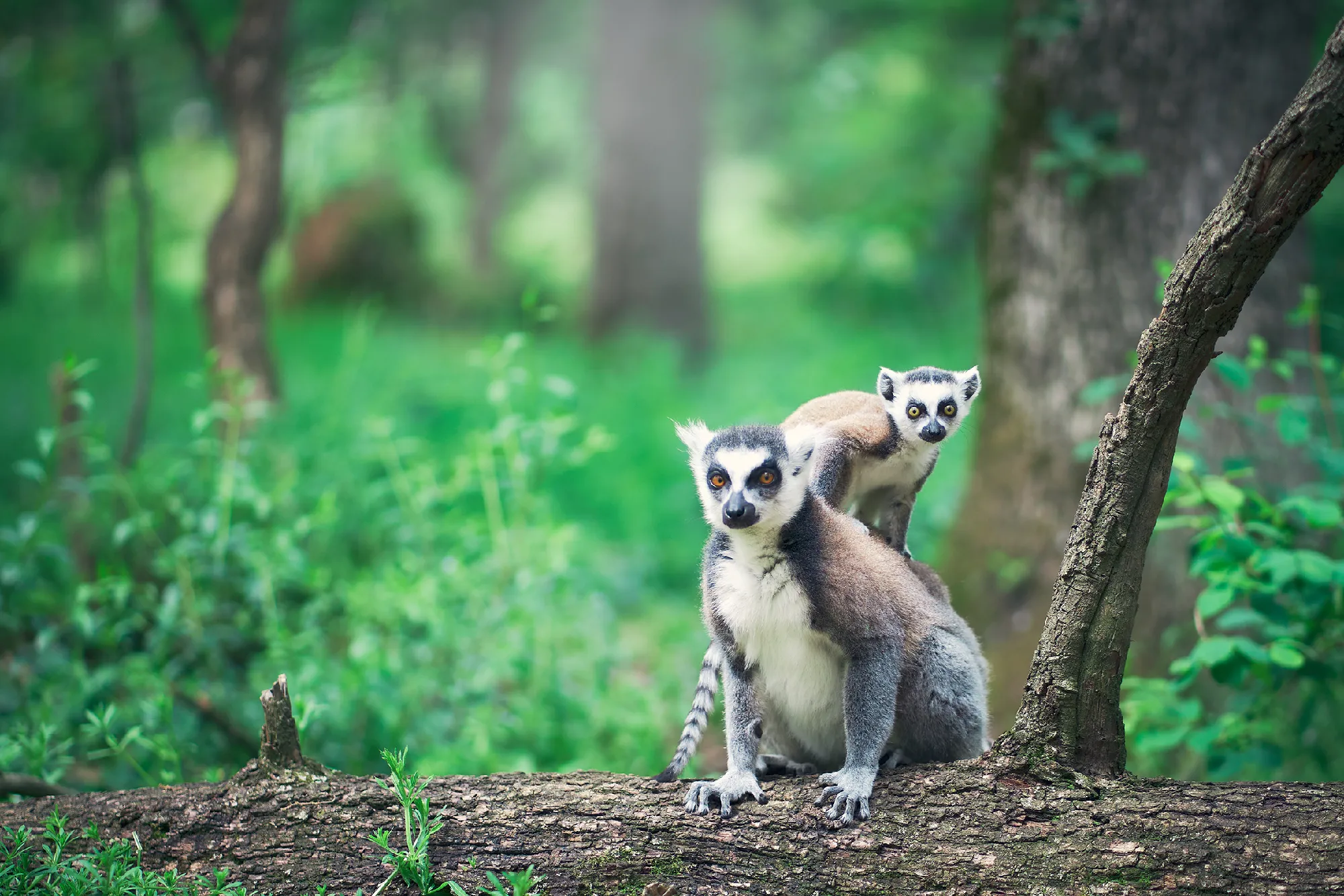 Exklusiv-Charter Kreuzfahrt Madagaskar, Réunion, Mauritius
